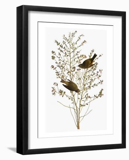 Audubon: Warbler-John James Audubon-Framed Giclee Print