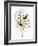 Audubon: Warbler-John James Audubon-Framed Giclee Print