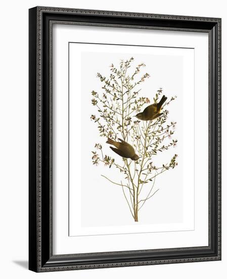 Audubon: Warbler-John James Audubon-Framed Giclee Print