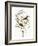 Audubon: Warbler-John James Audubon-Framed Giclee Print