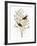 Audubon: Warbler-John James Audubon-Framed Giclee Print