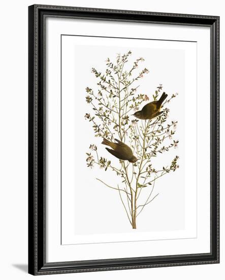 Audubon: Warbler-John James Audubon-Framed Giclee Print