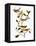 Audubon: Warbler-John James Audubon-Framed Premier Image Canvas