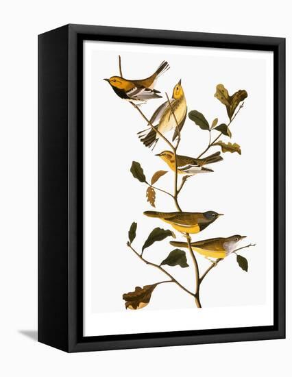 Audubon: Warbler-John James Audubon-Framed Premier Image Canvas