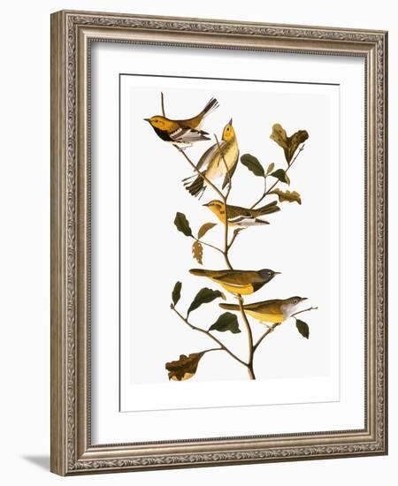 Audubon: Warbler-John James Audubon-Framed Giclee Print