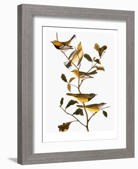 Audubon: Warbler-John James Audubon-Framed Giclee Print