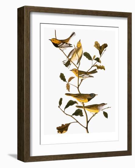 Audubon: Warbler-John James Audubon-Framed Giclee Print