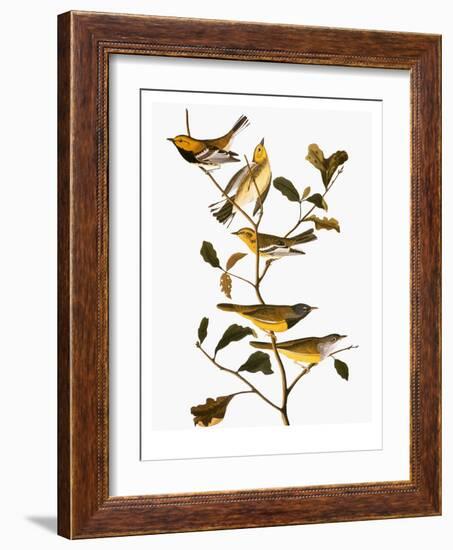 Audubon: Warbler-John James Audubon-Framed Giclee Print