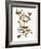 Audubon: Warbler-John James Audubon-Framed Giclee Print