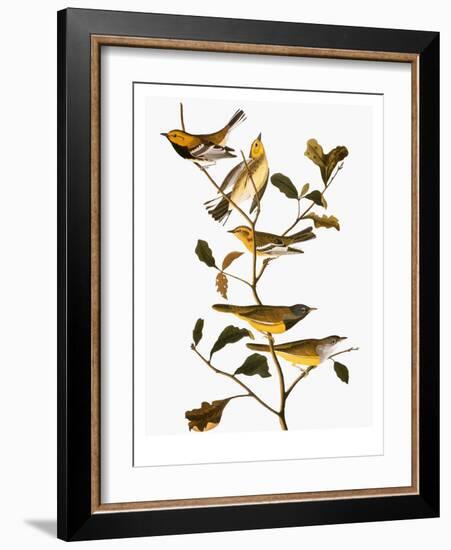 Audubon: Warbler-John James Audubon-Framed Giclee Print