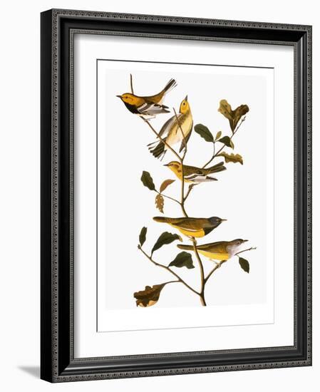 Audubon: Warbler-John James Audubon-Framed Giclee Print