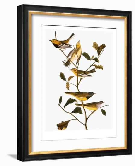 Audubon: Warbler-John James Audubon-Framed Giclee Print