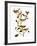 Audubon: Warbler-John James Audubon-Framed Giclee Print