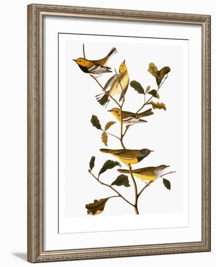 Audubon: Warbler-John James Audubon-Framed Giclee Print