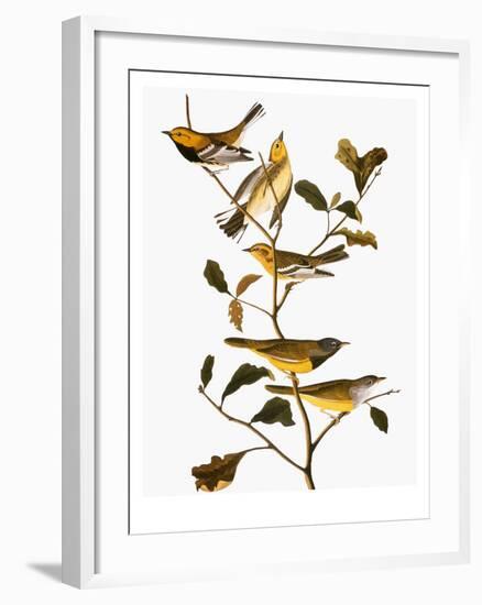 Audubon: Warbler-John James Audubon-Framed Giclee Print