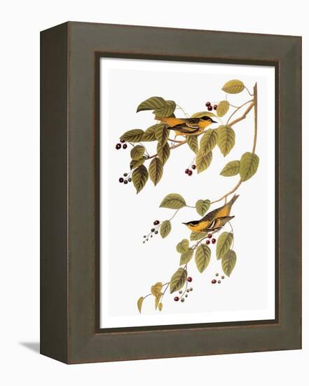 Audubon: Warbler-John James Audubon-Framed Premier Image Canvas