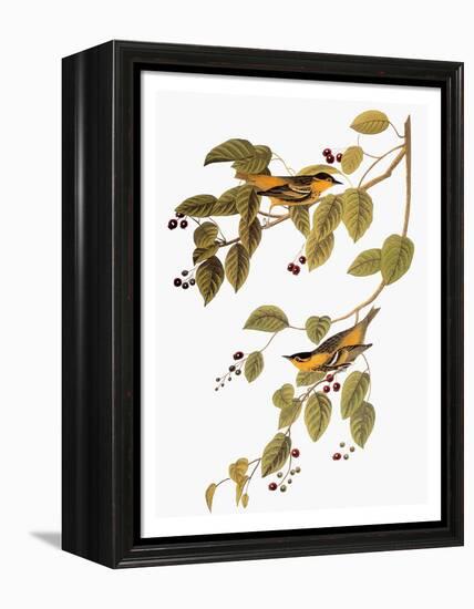 Audubon: Warbler-John James Audubon-Framed Premier Image Canvas