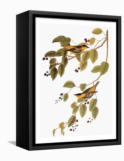 Audubon: Warbler-John James Audubon-Framed Premier Image Canvas