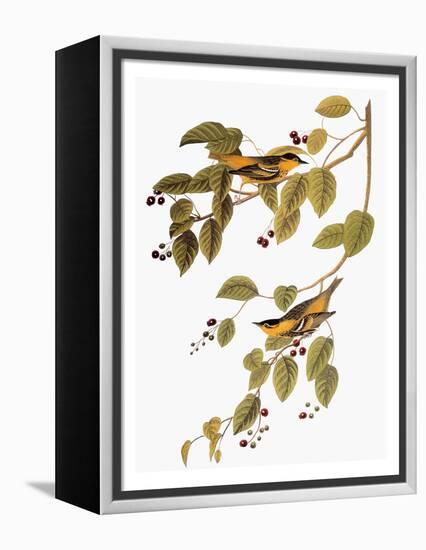 Audubon: Warbler-John James Audubon-Framed Premier Image Canvas
