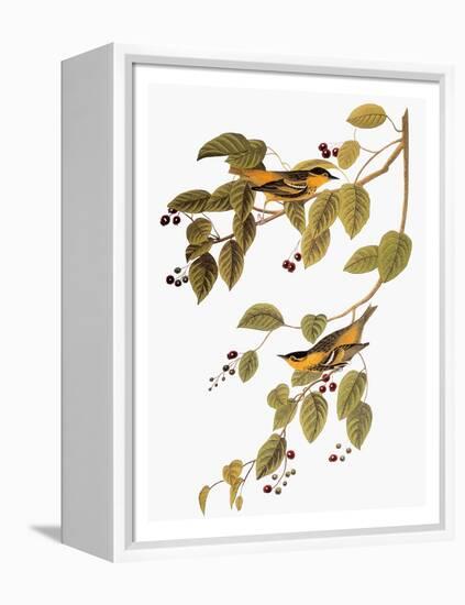 Audubon: Warbler-John James Audubon-Framed Premier Image Canvas