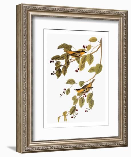 Audubon: Warbler-John James Audubon-Framed Premium Giclee Print