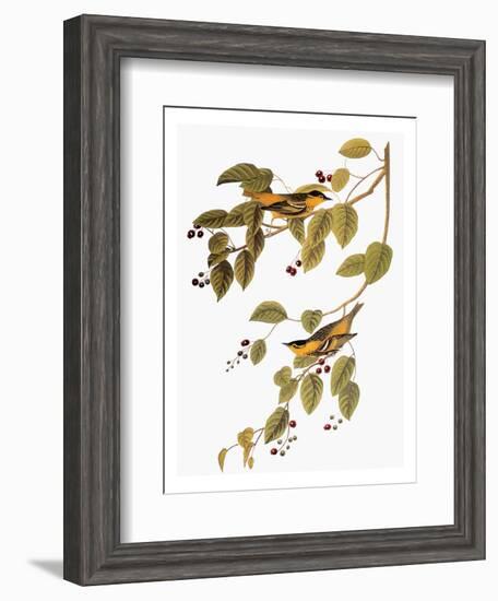 Audubon: Warbler-John James Audubon-Framed Premium Giclee Print