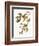 Audubon: Warbler-John James Audubon-Framed Premium Giclee Print