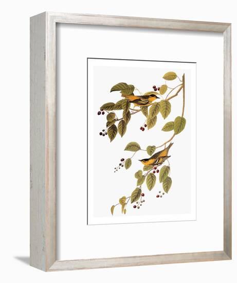 Audubon: Warbler-John James Audubon-Framed Premium Giclee Print