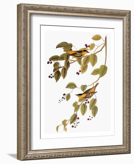 Audubon: Warbler-John James Audubon-Framed Giclee Print