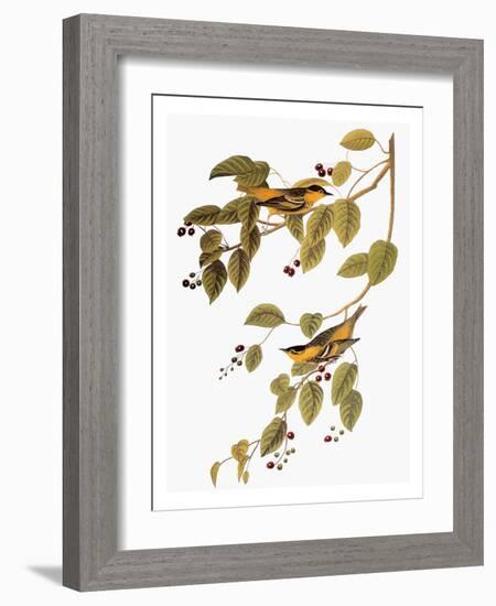 Audubon: Warbler-John James Audubon-Framed Giclee Print