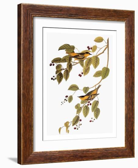 Audubon: Warbler-John James Audubon-Framed Giclee Print