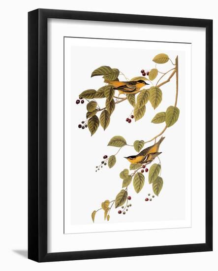 Audubon: Warbler-John James Audubon-Framed Giclee Print