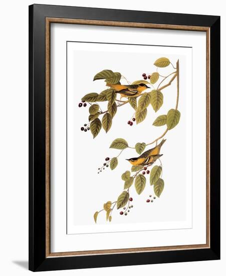 Audubon: Warbler-John James Audubon-Framed Giclee Print