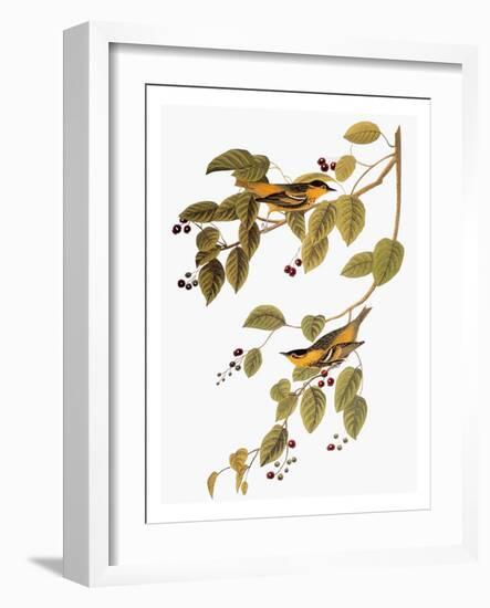 Audubon: Warbler-John James Audubon-Framed Giclee Print