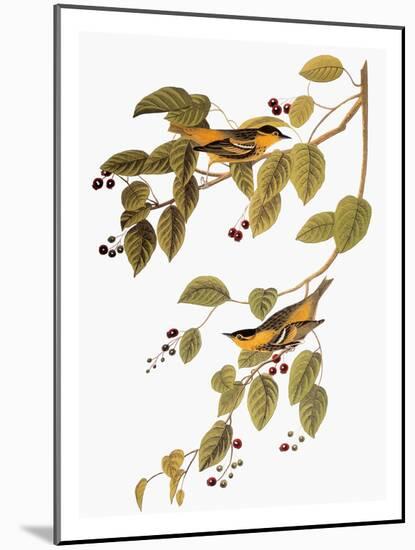 Audubon: Warbler-John James Audubon-Mounted Giclee Print