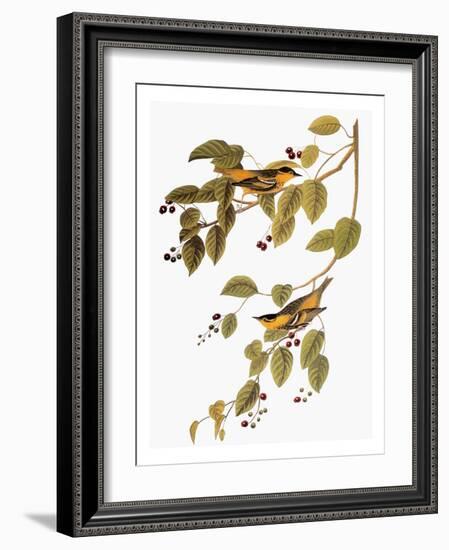 Audubon: Warbler-John James Audubon-Framed Giclee Print