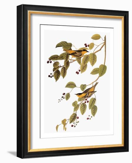 Audubon: Warbler-John James Audubon-Framed Giclee Print