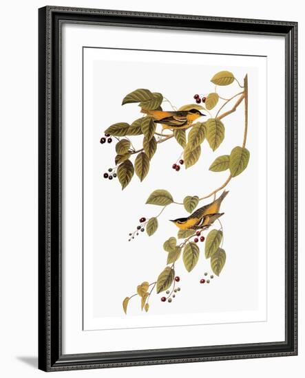 Audubon: Warbler-John James Audubon-Framed Giclee Print