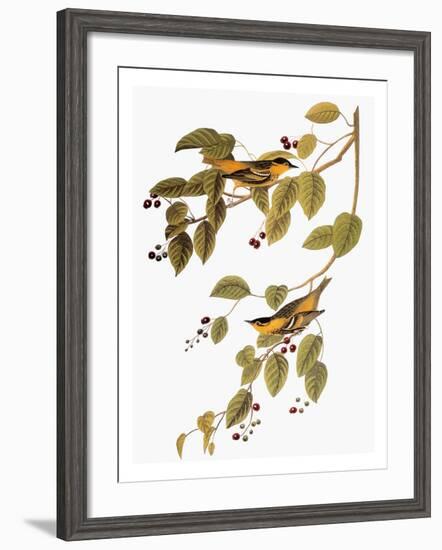 Audubon: Warbler-John James Audubon-Framed Giclee Print