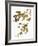 Audubon: Warbler-John James Audubon-Framed Giclee Print