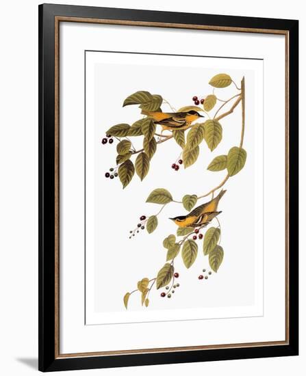 Audubon: Warbler-John James Audubon-Framed Giclee Print