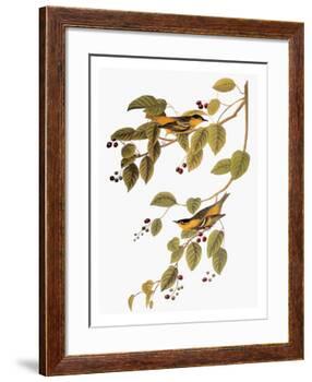 Audubon: Warbler-John James Audubon-Framed Giclee Print