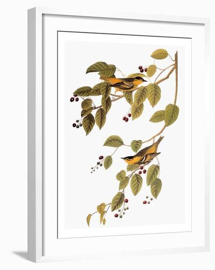 Audubon: Warbler-John James Audubon-Framed Giclee Print