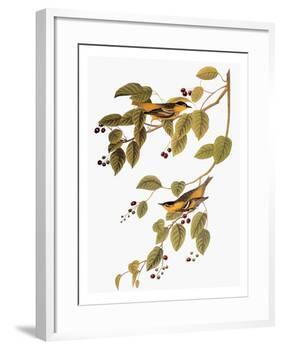 Audubon: Warbler-John James Audubon-Framed Giclee Print