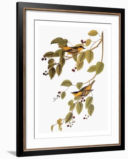 Audubon: Warbler-John James Audubon-Framed Giclee Print