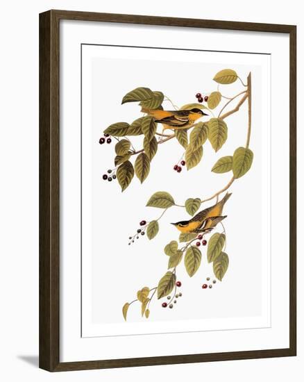 Audubon: Warbler-John James Audubon-Framed Giclee Print