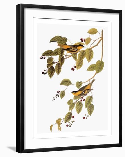 Audubon: Warbler-John James Audubon-Framed Giclee Print