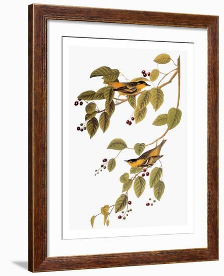 Audubon: Warbler-John James Audubon-Framed Giclee Print