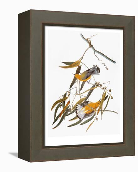 Audubon: Warbler-John James Audubon-Framed Premier Image Canvas