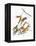 Audubon: Warbler-John James Audubon-Framed Premier Image Canvas